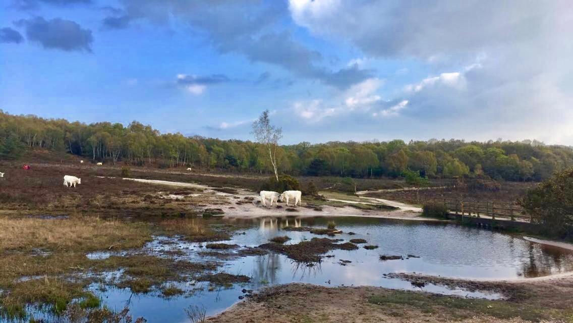 The Wayside Shepherd Hut Больє Екстер'єр фото